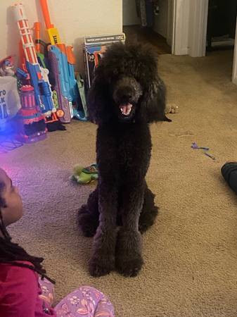 Poodle estándar para reubicar o acogida temporal (Fort Pierce)63667845931137122