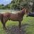 PASO FINO HORSE FOR SALE 1 thumbnail
