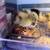 Ancona ducklings for adoption hatch 7/14 3 thumbnail