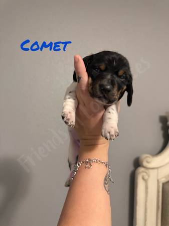 Male mini dachshund 1