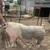 2 Breeding Sow’s 12 thumbnail