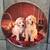Authentic Signed Artist Dog Plates $10 FOR ALL 13 thumbnail