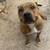 Rehoming pitbull 1 thumbnail
