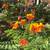 Plant Sale Sat 23 August 10:00 am to  1:00 pm 19 thumbnail