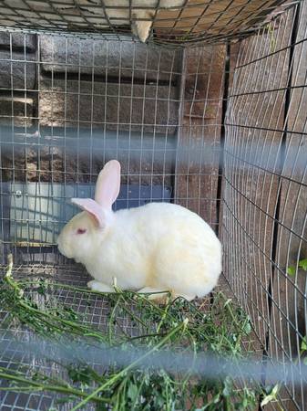 Rabbit - $50 (Van Nuys)63470806062595121