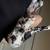 Dalmations 4 thumbnail
