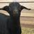 Goats 2 thumbnail