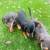 Dachshund puppies ready now 2 thumbnail
