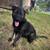 Akc German shepherds Working line 1 thumbnail