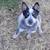 Australian Cattle dog puppy (blue heeler) 1 thumbnail
