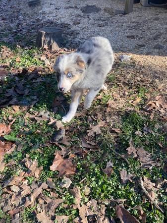 Australian shepherd 1