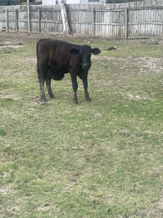 Becerra de tres meses ,que nacio herniada,Lista para la parrilla o un festin . 1
