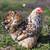 Calico Cochin Chicks 10 thumbnail