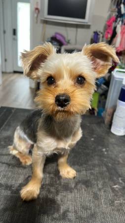 Yorkie male (Lawrenceville)63739435322369120
