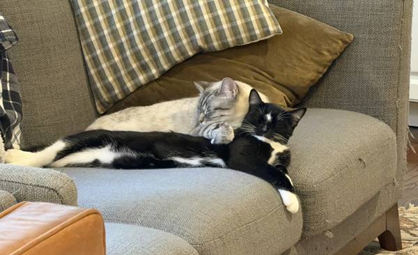 Lost Black and White Cat (Mukilteo)530733390491832322