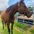 TB Mares, both stakes winners 5 thumbnail