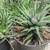 Zebra Plant Succulent Haworthia Landscaping Outdoor Indoor Succulents 3 thumbnail