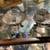 LET’S GO ANTIQUING 11 thumbnail