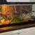 Beautiful Ball Python 6 thumbnail