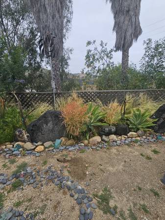 Pencil Cactus Succlents-Euphorbia tirucali Red Orange 1