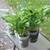 Hostas! Hostas! Hostas! Pot bound/in bloom/ready for planting! 10 thumbnail