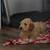 Theodor (Teddy) 1 thumbnail