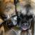 Dar’s Loving Dog Care 13 thumbnail