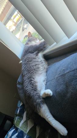 Grey and white cat needs forever home604937322361016322