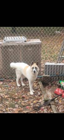 3 yr old Akita in need of good home. (Delaware Water Gap)63487045417217121