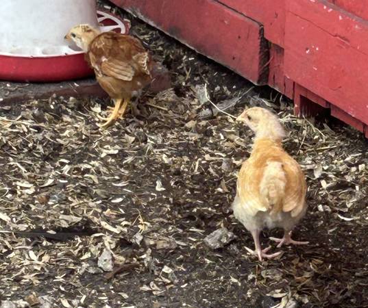 8 Laying hens, 6 pullets63685532951937122