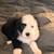 Old English Sheepdog Puppies 5 thumbnail