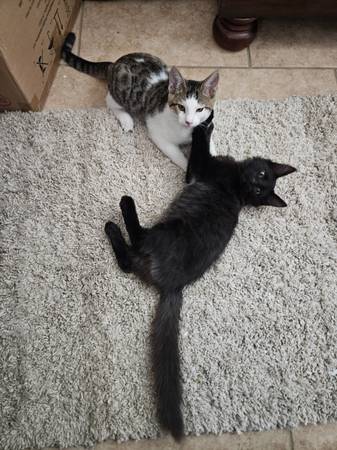 2 gatitos macho cariñosos necesitan un hogar (Lemoore)63695922113921123