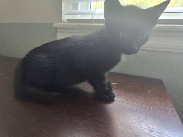 Kittens to be re-homed (Arvada)63921243122819122