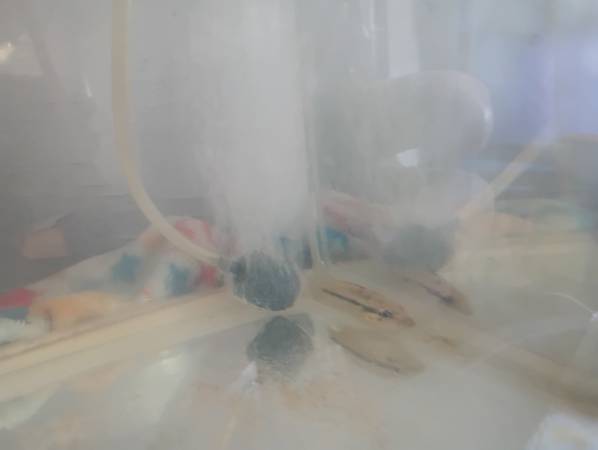 Baby Dovii wolf fish cichlid (Seminole)63670591769219121