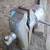 Cole tool post vise with blacksmith anvil 1 thumbnail