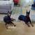 Doberman $200 each 2 thumbnail