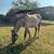 2yr old horse 3 thumbnail