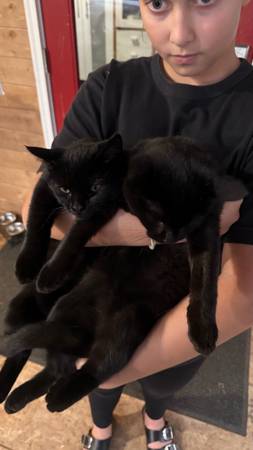 Re-homing (Kent)63995733590786122