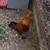 Silkie mixed roo 1 thumbnail