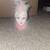 Assortment of Harlequin dolls/Masks 9 thumbnail