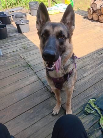 2 Yr old Female German Shepherd 1