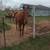 Aqha X-ATHLELE from Track 1 thumbnail