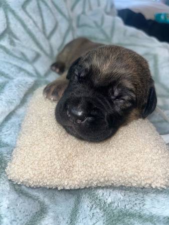 Cachorro Cane corso en adopción (macho) atigrado (Amity)63902987796098124