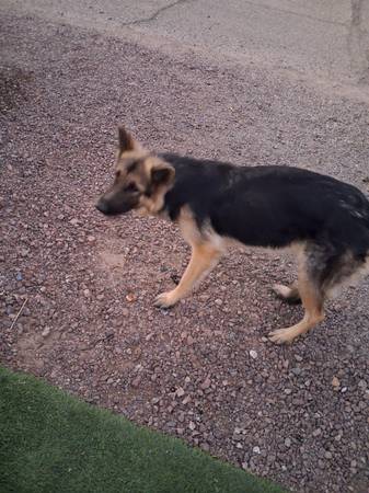 R U Missing A Dog (Tucson)64691244851585121