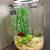 aquarium/fish tank with beta fish 5 thumbnail
