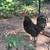 Lavendar Orpington/Easter Egger Rooster 🐓 1 thumbnail