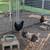 Laying hens 1 thumbnail