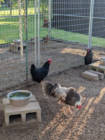 Laying hens 1