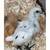 Chickens Ayam cemani 1 thumbnail