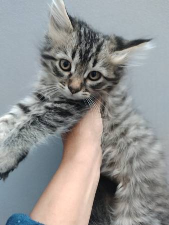 Buscando amor? (richmond / point / annex)63861571366017122